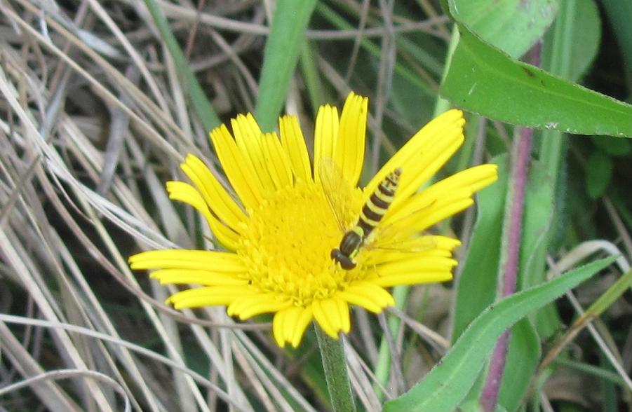 Sphaerophoria scripta?